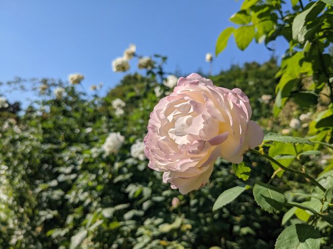 秋の薔薇を見に、横浜イングリッシュガーデンを再訪しました。