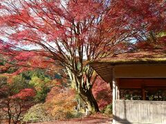 叡電沿線で紅葉狩り（1回目は貴船神社から詩仙堂、2回目は特別公開中の白龍園）