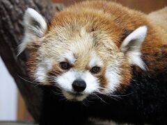 茶臼山動物園　2021年秋の仔パンダ紀行第2園は茶臼山・・・のはずでしたがおチビちゃんの展示休止で会うことは出来ませんでした
