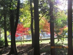 流山市の三輪野山・三輪野山近隣公園・紅葉・野馬土手跡