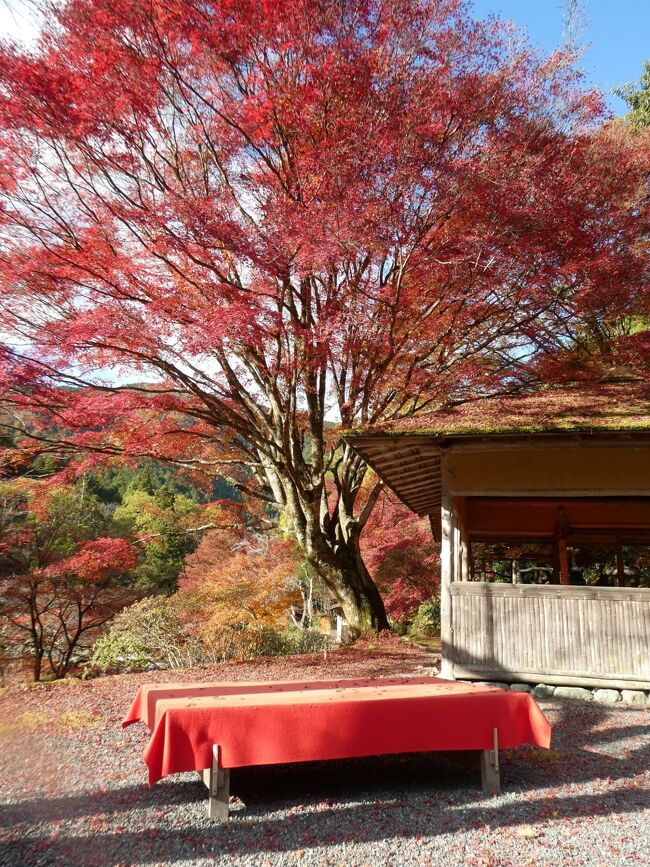 たとえ混んでいても行きたくなる京都、そして、同じかも知れないのにどこか素晴らしく見える京都の紅葉には惹かれますよね。<br />感染症の流行が落ちついたまま秋の行楽シーズンが到来して人出が戻る最中でしたが、9月に復旧を果たした叡山電車鞍馬線を利用して二度京都の紅葉巡りをしてきた様子を纏めた旅行記です。<br /><br />1日目（11/13）･･･叡電もみじのトンネルを見ながら貴船神社へ。修学院駅で途中下車して曼殊院や詩仙堂へ。<br />2日目（11/28）･･･特別公開期間の観覧を申し込んでいた白龍園を探訪。帰りがけに上賀茂神社へ。