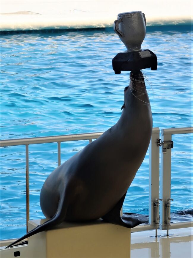 マリンワールド海の中道は、福岡県福岡市東区にある水族館である。正式名称は「海の中道海洋生態科学館」。運営会社の株式会社海の中道海洋生態科学館は西鉄グループの企業である。<br /><br />1989年4月に開館し、1995年4月に改装・増築された。「対馬暖流」をテーマに熱帯から温帯、寒帯の魚350種類20,000点を暮らしぶりそのままに見ることができる。館内には、魚類の他にイルカ、ゴマフアザラシ、ラッコ、ウミガメなどが展示されている。イルカ・アシカショーや巨大なシロワニが泳ぐパノラマ大水槽が目玉である。 <br /><br />「海の中道」と呼ばれる砂州に位置する海の中道海浜公園の敷地内に立地している。周辺を海と公園に囲まれているため、福岡市内ではあるが市街地の喧騒から離れた自然豊かな環境にある。貝殻をモチーフとした建物は半円形のデザインで、ワイヤーで固定されたテント型屋根の特徴的な外観である。マスコットキャラクターはメガマウスをモチーフとした「メガトット」。<br />新たな展示テーマは「九州の海」。 <br /><br />外洋大水槽<br />館内の1階から2階を貫くパノラマ大水槽は、24 m×10 m、水深7 m、水量1,400 tの水槽である。水槽を構成するアクリルパネルは厚さ約 30 cm 。この水槽では80種2万匹以上の魚が回遊し、その内サメが20種100匹、イワシは2万匹ほどいる。水槽周辺の館内は暗くなっており、ライトアップされた水槽内を大型のサメやエイが泳ぐ姿や、マイワシの群れなど幻想的な光景が来館者を楽しませている。また「イワシタイフーン」ではイワシやサメ、エイなどの魚の餌やりもみられる。 <br /><br />ショープール<br />イルカ・アシカショーが行われているプールでバンドウイルカ、カマイルカ、ハナゴンドウ、コビレゴンドウ(クジラ)がいる。2,3階に位置し、プール前は観覧席になっている。1階部分はガラス面及びレストランになっており、水中の様子を見ることができる。ショープールの両側と奥にある3つのプールがショープールを囲むように配置されている。シ <br /><br />かいじゅうアイランド<br />20周年の節目となる2009年4月18日に開設した。海獣（海棲哺乳類）の飼育展示用途の施設である。新築された建物はカリフォルニアアシカとゴマフアザラシがそれぞれ暮らす大小2つの水槽が有り、海中（1階）と海面・陸上側（2階）どちらからも観察できる2階建てとなっている。アシカが住むメイン水槽を囲む形で建屋内に1階と2階を結ぶ螺旋状のスロープが設けられており、1階は「うみなかCUBE」と言う名称の水槽のアクリル板が全面に張られた展示室となっている。円柱水槽（直径1.5m、高さ2.8m）も設置され、息継ぎのため水面に垂直浮上するアザラシの習性を利用した行動展示が行われている。<br />（フリー百科事典『ウィキペディア（Wikipedia）』より引用）<br /><br />マリンワールド海の中道　については・・<br />https://marine-world.jp/<br /><br />国営海の中道海浜公園　については・・<br />https://uminaka-park.jp/<br /><br />国営公園　　については・・<br />https://www.mlit.go.jp/crd/park/shisaku/p_kokuei/nihon/index.html<br /><br />