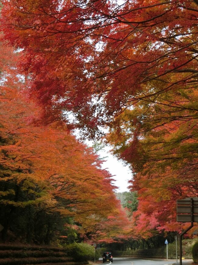 2020 go toⅤ② 指宿・霧島　温泉美食紅葉そして桜島４泊５日 霧島神宮・桜島