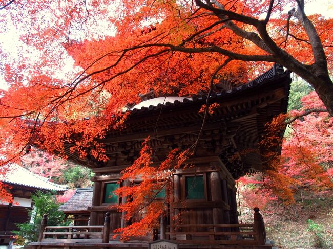 2021年紅葉の名所めぐり、第2回目はJR姫路駅からバスで国宝の法華山一乗寺、ローカル線を乗り継いで三木市にある修験のお寺・伽耶院を訪ねます。