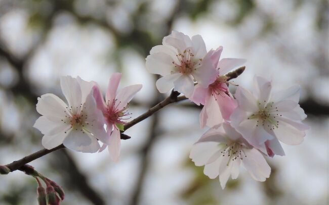 12月1日、午後2時10分過ぎにふじみ野市西鶴ケ岡地区にあるビバホーム内の植え込みで咲いている十月桜を見ました。　花の数も増えていて美しい花が見られました。<br /><br /><br /><br /><br />*写真は美しかった十月桜<br />
