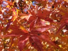 香嵐渓の時期終わりの紅葉