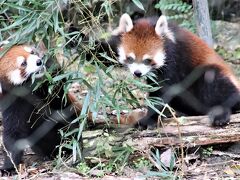 秋深まる埼玉こども動物自然公園（北園）お外レッサーパンダはリュウ・セイ久しぶり～リュウくん目の回りが治った！～エコハウチューの赤ちゃんに夢中