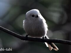 初冬の北海道　(雪の妖精を探して・・・)