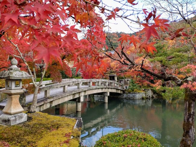 <br />昨年の秋、4トラベラーさんを初め色々な方の京都の紅葉のブログを拝見し、その美しさにうっとり、「そうだ来年は京都に行こう！」と決めました。<br /><br />京都は修学旅行以来、一人旅は独身時代以来。<br />なので京都の名所といえば、昔の修学旅行の定番コースしか知らないような状況で、私の中ではデータ更新されておらず、こんな紅葉の観光スポットがあるのねと浦島太郎状態でした。<br /><br />紅葉の時季の京都の混雑は尋常ではないようなので、あまり移動せず、東山・祇園方面中心に計画を立てました。<br /><br />人気の寺院には朝早く行き、夜はライトアップも楽しもう。<br />食事や拝観の予約は、時間を気にしながら観光するのは避けたいので最低限にして。<br /><br /><br />1日目<br />東京　7:21発→　京都　9:32着<br />・祇園ゆやま で京料理ランチ<br />・真如堂、法然院、安楽寺<br />・哲学の道<br />・永観堂ライトアップ<br /><br />2日目<br />・東福寺、光明院<br />・花見小路から高台寺、圓徳院へ<br />・清水寺<br />・京菜味のむら でおばんざい<br />・高台寺と清水寺のライトアップ<br /><br />3日目<br />・南禅寺、水路閣、永観堂<br />・八千代で湯豆腐料理<br />・毘沙門堂<br />・茶寮都路里で和スイーツ<br />京都　16:54　→　東京　19:06着<br /><br /><br />