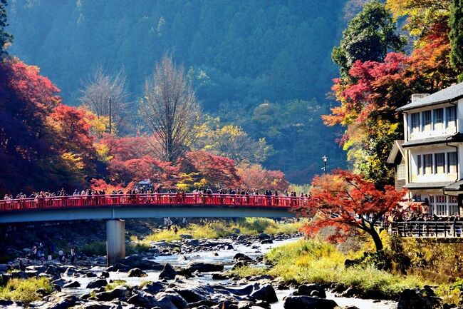 全国的に呼び声高い、美しい自然の中に魅力なる紅葉...<br /><br />早朝、午前9時前に着き、一の谷の駐車場の方がいなく、自動・<br />正午前まで、4時間近く、<br />あちらこちら歩いて，15000歩で11㎞歩いた。<br />カメラ仲間の友達と一緒に来て.説明して案内しがてらの写真です・<br />疲れましたが、川見四季桜公園の紅葉へも行きました。<br /><br />香嵐渓。<br /><br />香嵐渓へは、紅葉の時期は大混雑、渋滞覚悟で、<br />毎年、裏道を時間をかけて平日に行きますが、<br />今年は休日に、高速から有料で国道153号へ<br />少しピークは過ぎたようですが、<br />運良く渋滞なく（休日だと車が全然動かず辿り着けるか?）、<br />国道153号に別れを告げ、国道420号へと足助町に向かい、<br />鳳来寺道を行くと左に曲がって、一の谷へ<br />その広場の一番奥へ駐車して、まず巴川を朝日に浴びながら。<br />予期した場所へ、絶景スポット、<br />今年も満を持して来ました。その後は川見四季桜公園の紅葉へ。<br /><br /><br />ただいま画像のみ<br />コメントは.......作成中<br />2021　紅葉を訪ねて　<br />　（1）古今伝授の里フィールドミュージアムの初黄葉<br />　　　　　https://4travel.jp/travelogue/11720702<br />　（2）秋の絶景・郡上八幡城紅葉<br />　　　　　https://4travel.jp/travelogue/11722465<br />　（3）見頃の紅葉「慈恩禅寺」の奥庭「荎草園」<br />　　　　　https://4travel.jp/travelogue/11722842<br />　（4）大智寺の無相の庭&amp;真長寺の石庭（前）<br />　　　　　https://4travel.jp/travelogue/11723551<br />　（5）各務原の紅葉（法福寺.自然の遺作の森そして、各務原公園)<br />　　　　　https://4travel.jp/travelogue/11724294<br />　（6）飛騨・美濃紅葉33選にも選ばれた紅葉/虎渓山 永保寺<br />　　　　　https://4travel.jp/travelogue/11724789<br />　（7）名古屋の奥座敷とも言われる応夢山定光寺の紅葉<br />　　　　　https://4travel.jp/travelogue/11725016<br />　（8）東海一の紅葉の名所～足助町・香嵐渓<br />　　　　　https://4travel.jp/travelogue/11726231<br />　（9）四季桜と紅葉のコラボ ・川見四季桜の里<br />　　　　　https://4travel.jp/travelogue/11726865<br />　（10）美濃市須原にある神社・洲原神社の紅葉<br />　（11）美濃の正倉院・両界山横蔵寺の紅葉<br />　　　　　https://4travel.jp/travelogue/11727350<br />　（12）各務原市民公園「学びの森」のイチョウ並木道?<br />　（13）大智寺の無相の庭&amp;真長寺の石庭（後）<br />　　　　　https://4travel.jp/travelogue/11727679<br />　（14）近江の隠れた紅葉名所胡宮神社&amp;紅葉公園<br />　（15）湖東三山の初冬の黄葉落葉の釈迦山百済寺<br />　　　　　https://4travel.jp/travelogue/11728032<br />　（16）石の寺　教林坊の紅葉と庭園<br />　　　　　https://4travel.jp/travelogue/11728936