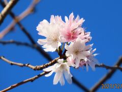 美しかった冬桜