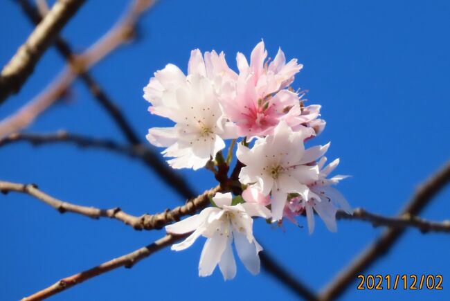 12月2日、午後2時10分過ぎにふじみ野市亀久保西公園に行き冬桜を観察しました。　晴天の元に相変わらず美しく咲いていました。<br /><br /><br /><br /><br /><br />*写真は美しかった冬桜
