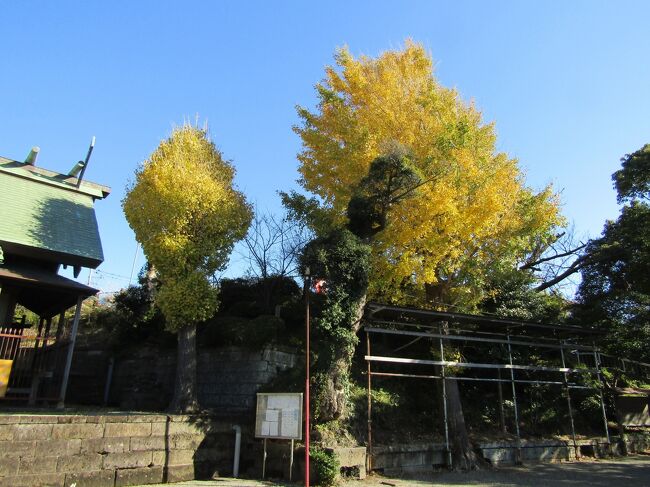 　横浜市戸塚区上倉田町に鎮座する子之八幡社（https://4travel.jp/travelogue/10525204）の境内にも銀杏の木があったことを思い出した。<br />　大小2本の銀杏の木が黄葉している。<br />　階段を上ると社殿の横の丘は公園になっている。子之八幡社子供の遊び場である。滑り台などの遊具が設えてあり、広場もある。そこで晴天の中、保育園児たちが遊んでいる。そこに別の保育園児たちがやって来て、ベンチに腰掛けている。遊具が空くのを待っているのか？<br />　子之八幡社に隣接してこの子供の遊び場があることは知らなかった。20年前くらいにこの神社の裏山が開発されて戸建ての住宅地になったが、その時の提供公園か？<br />　どこの地でも神社の境内は子供たちの遊び場であった。今もこうした園児たちの遊び場になっている場所も多い。しかし、ここ子之八幡社ではそうした姿はない。境内よりも一段高い丘の上に子供の遊び場があるからだ。<br />（表紙写真は子之八幡社の2本の銀杏の木）