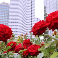 ホテルニューオータニ東京の87室のホテル・イン・ホテル♪エグゼクティブハウス禅でいまを愉しむ。３万輪の薔薇が咲き誇るレッドローズガーデンへ♪
