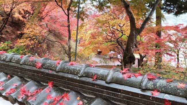 県民割で丹波の寺ヘ紅葉めぐりのバス旅