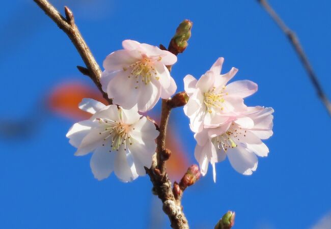 12月2日、午後2時頃にふじみ野市西鶴ケ岡地区にあるビバホーム内の植え込みで咲いている十月桜を観察しました。青空の下でとても美しかったです。<br /><br /><br /><br /><br />*写真は美しい十月桜