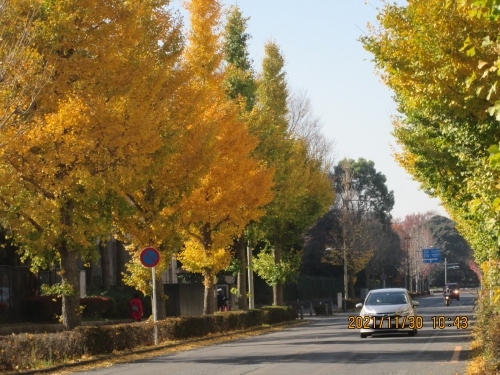 柏市の柏の葉・科学警察研究所・紅葉