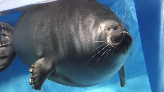 晩秋の家族旅３　鳥羽水族館