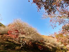 2021　紅葉を訪ねて（9）四季桜と紅葉のコラボ ・川見四季桜の里