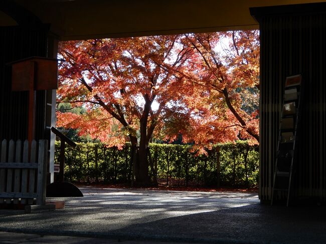 12月5日 柏の葉公園の紅葉はもう最終段階でした。<br />
