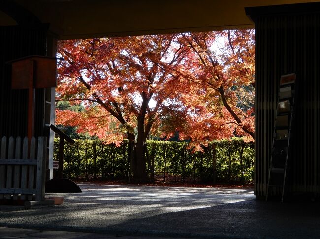 12月5日　柏の葉公園の紅葉はもう最終段階でした。<br />