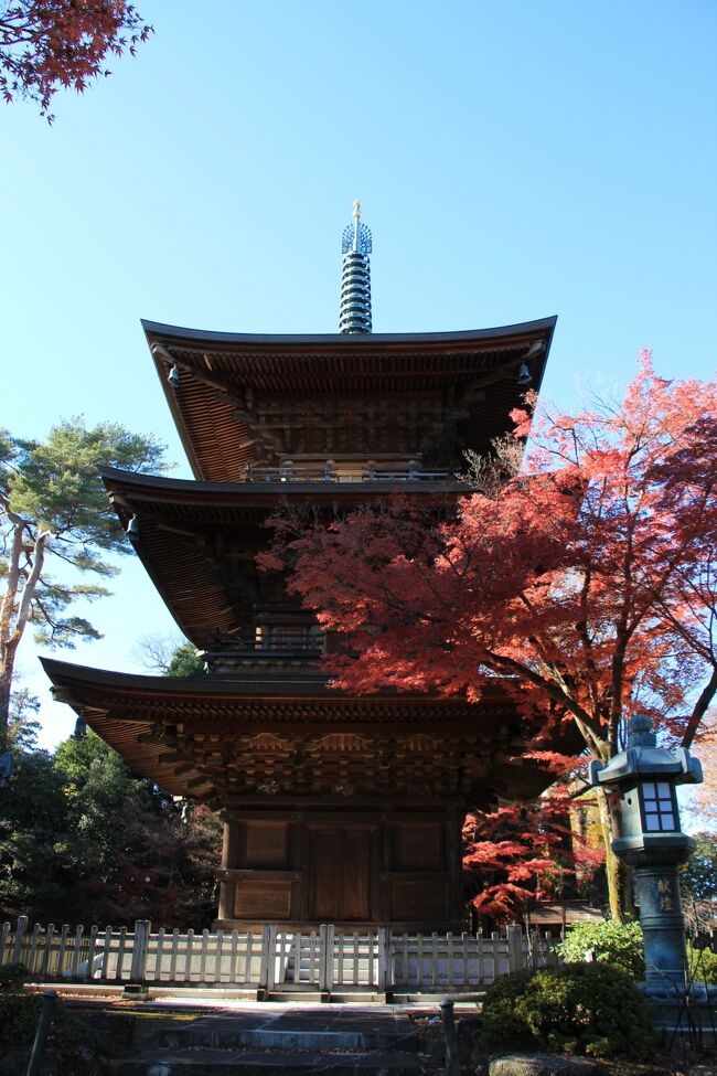 天気が良く暖かかったので世田谷線沿線にある豪徳寺や松陰神社などを巡って来ました。<br />豪徳寺の紅葉はピークを少し過ぎている様でしたが、まだまだ綺麗な紅葉も多く良かったです。<br />表紙は豪徳寺三重塔と紅葉