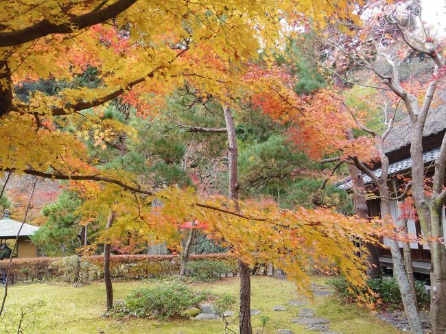 今年は紅葉を見る機会が少なかったので、まだ間に合う鎌倉へ行くことにしました。<br />鎌倉と一口に行ってもあまたな寺社があるので、どこを回ろうか地図を眺めて、前々から歩きたかった朝比奈切通を通って行くことにし、金沢八景からアプローチ。<br />でも、残念なことに朝比奈切通は通行止めでした