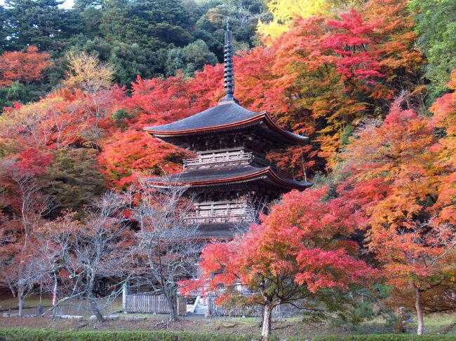 輪行でJR小浜線の青郷駅から中山寺に立寄り、山道を漕いで、歩いて、西国29番札所・松尾寺を参拝。そして丹波の紅葉の名所・金剛院を訪ねました。