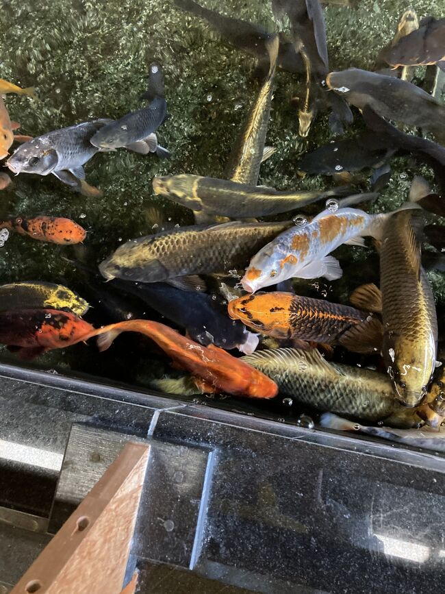 有馬温泉向陽閣での温泉ざんまいと美味しいお食事を載せてみました。もちろん兵庫県民割はしっかりと利用させていただきました。