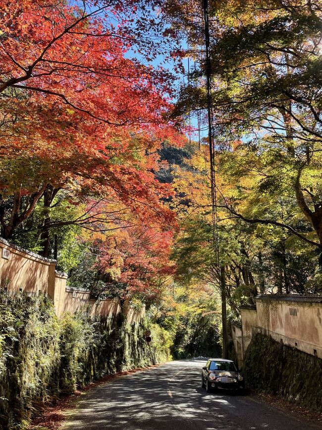 湯河原って紅葉綺麗そう。しかも住んでいる県（神奈川県）だし。<br />という簡単な動機で神奈川県の湯河原へ。<br /><br />湯河原でわんこが泊まれる宿のコレドール湯河原さん予約完了。<br />これで我が家のわんこやこちゃんも一緒に行ける。<br /><br />11月下旬の湯河原はちょっと紅葉真っ盛りには早かったかな？という感じでしたが、綺麗に色づいた木々が迎えてくれました。<br /><br />宿泊したコレドール湯河原さんはわんこも人間も楽しめるリゾートで最高な滞在でした。<br />12月からの神奈川県民割のはじまるので、割引率の高い湯河原またぜったいいきたいとおもいます。<br /><br />☆旅行形態：個人旅行<br />☆交通機関：自家用車<br />☆ホテル：コレドール湯河原<br />☆お世話になったWeb<br />●コレドール湯河原　https://corredor-y.jp<br />☆利用カメラ　iPhone