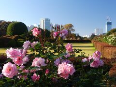 「新宿御苑」の秋バラ_2021_見頃過ぎでしたが、綺麗な花もありました。