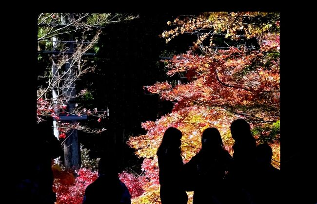 昨年はコロナ禍で鎌倉を訪れなかった。<br />コロナ禍が収まっている今、鎌倉の紅葉を訪れる。<br />北鎌倉から、古寺の紅葉を見て、天園ハイキングコースで獅子舞の山深い紅葉を見る。<br />また、最近一般公開された、一条恵観山荘も初めて訪れた。<br />評判通りの、紅葉が見事な山荘だった。<br /><br />本旅行記は前編です。<br /><br />コースは<br />(前編）北鎌倉ー円覚寺ー建長寺ー半僧坊ー天園ハイキングー天園<br />　　　　https://4travel.jp/travelogue/11727034<br />(後編）天園ー獅子舞（紅葉谷）ー一条恵観山荘ー浄明寺ー鎌倉<br />           https://4travel.jp/travelogue/11727222<br /><br />