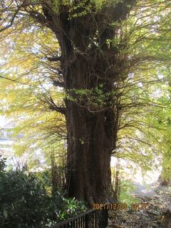 我孫子市の高野山・香取神社・銀杏の大木・紅葉