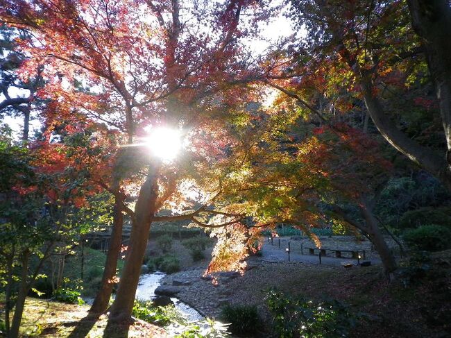 横浜三渓園には行きたかったのだけれども、なかなか場所が場所で行きにくかったところ。<br />今回バスツアーがあってバスが連れて行ってくれたのでラッキーでした。<br />この時期は紅葉がきれいで、歴史的な名園を堪能です。<br />いつもは開放されていないエリアもこの時期限定で紅葉のために開放されていました。