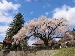 長沼町の桜