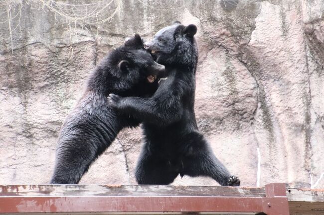 2020年秋のレッサーパンダ遠征のうち、浜松市動物園（略して「浜松ズー」）後編の旅行記です。<br />浜松ズーは、車でアクセスできる動物園を拡げたくて仕方がなかったため、今度は東海地方、すなわち豊橋・浜松・静岡の動物園にチャレンジした時に３園ハシゴした２ヶ所目ですが、後編のこの旅行記は、レッサーパンダ以外の動物たちでまとめました。<br /><br />浜松ズーは、前回は2020年１月１日に訪れたので、約11ヶ月ぶりでした。<br />１番楽しみにしていたのは、前年2019年生まれたレッサーパンダの双子の成長ぶりでしたが、他にも再会したい動物たちがたくさんいました。<br />今回の再訪は運の悪いことに園内の工事の都合でこの日から限定入園となり、正門から入園できず、フラワーパークを経由して共通門からでなければ動物園に入園でなかったのですが、かえってレッサーパンダ展示場に近くなっただけでなく、最近、浜松ズーで注目しはじめた類人猿のゴリラのショウちゃん（注：オスです）、オランウータンのムカちん、チンパンジーのジュンくんに、入園してすぐと、ホッキョクグマたちがいるエリアに行く途中で２度ずつ会うことができました。<br />また、レッサーパンダのご近所さんの中では、カメラを向けた私をじーっと見つめてくるミーアキャットたちが、めちゃくちゃ可愛かったです。<br />カピバラの子供たちも、だいぶ大きくなっていましたが、両親よりもまだ一回り小さくて可愛かったです。<br /><br />浜松ズーは中規模の動物園で、そのうち一部が今回、改修層整備中だったので、回れるエリアが減りました。<br />それから、稀少で珍しいゴールデンタマリンをはじめとする小型サルたちや、コツメカワウソ、オオカミ・クロヒョウ・ユキヒョウは、ガラスや柵越しで撮影が厳しいことから、はじめから撮影はあきらめたので、観覧にそれほど時間がかかりませんでした。<br />なので、その代わりといってはナンですが、レッサーパンダ以外でも、気に入っている動物たちを２度３度と見に行くことができました。<br />おかげで、１度目に見に行っても特に動きがなかった子が、二度目にはいい動きを見せてくれたりなど、シャッターチャンスが増えました。<br />特に、ライオンのまだあどけなさがあるカップルのトムくんとサナちゃんや、ツキノワグマのまだまだやんちゃな航くん・華ちゃんの双子兄妹がそうでした。<br />また、アジアゾウの浜子さんの展示場の近くにステキな紅葉の木があって、紅葉と浜子さんの写真が楽しめたのは、予定外の収穫でした。<br />なので、この旅行記の表紙写真は、紅葉と浜子さんの写真にするか、ツキノワグマの航くんと華ちゃんのバトル遊びにするか、ずいぶん迷ったものです。<br /><br />ただ、ホッキョクグマは午後にしか見に行けなかったので、会えたのはバリーさんだけで、モモちゃんには会えませんでした。<br />モモちゃんがバリー・ママから独立して単独展示となり、午前と午後とで展示交代があるので２度見に行かないと両方に会えないことは、前回の再訪で知っていたのに、今回もうっかりしてしまいました。<br /><br />本日は一時、かなり雨に降られたのには閉口しましたが、その分、雨宿りしたゾウ広場の休憩所で展示されていた企画展「どうぶつのめ」をゆっくり見学することができました。<br />もともと興味があったテーマの企画展でしたが、雨宿りせざるを得なかったので、逆にゆっくり見学することができたといえます。<br />そのときに撮っておいた企画展の写真の一部も、この後編の旅行記の末尾にまとめました。<br /><br />＜車チャレンジした豊橋・浜松・日本平への遠征の旅行記のシリーズ構成＞<br />□（１）東名高速・新東名高速のSA／PAとホテルの売店で静岡みやげ三昧～初・愛知のみやげは買えず<br />□（２）豊橋前泊～のんほいパーク：駅から離れたロワジールホテル豊橋＆とんかつ武蔵で秋限定きこりカツ夕食<br />□（３）浜松前泊～フラワーパークと紅葉の動物園：浜名湖畔のダイワロイヤルホテルで贅沢会席料理と温泉満喫<br />□（４）静岡前泊～動物園：立体駐車場と天然温泉のある静岡駅近くのホテルオーレイン＆居酒屋おいちょで夕食<br />□（５）のんほいパーク：レッサーパンダのリーファちゃんと守守くんにやっと再会＆猛禽類やコツメカワウソ等<br />□（６）のんほいパーク：アジアゾウたちやマレーグマなど意外に多かった他園でなじみのある子たち他<br />□（７）浜松市動物園：レッサーパンダ特集～キララ・アラタ・ミライ同居中＆展示交代もリンゴタイムも逃さず<br />■（８）浜松市動物園：ほんのり雨降り紅葉の中のアジアゾウ浜子さんやケンカしまくりツキノワグマの兄弟他<br />□（９）日本平動物園：リンゴタイムのレッサーパンダはやっぱり可愛いさ倍増＆マレーバクのナナエちゃん他<br />□（10）日本平動物園：一方通行でもゆっくり会えた猛獣舎のネコ科猛獣たち～アザラシのソラくん安らかに<br /><br />浜松市動物園の公式サイト<br />https://www.hamazoo.net/<br />はままつフラワーパークの公式サイト<br />https://e-flowerpark.com/<br /><br />＜タイムメモ（浜松市動物園・詳細版）＞<br />【2020年10月31日（土）】<br />11:05　車で自宅を出発<br />（入間ICから相模原愛ICまで渋滞を避けて一般道）<br />13:10　給油＆トイレ休憩<br />（相模原愛ICより１kmくらい手前）<br />13:50-14:40　中井PAで軽食＆買い物休憩<br />16:25-17:25　静岡SAで軽食＆買い物休憩<br />19:35　ロワジールホテル豊橋の駐車場に到着<br />19:40　ホテルにチェックイン<br />21:15-22:20　とんかつ「武蔵」で夕食<br />（GoToトラベル地域共通券2,000円を利用）<br /><br />【2020年11 月１日（日）】<br />05:10　起床<br />（朝風呂に入るため）<br />07:40-08:20　ホテルの朝食バイキング<br />08:45　ホテルをチェックアウト<br />08:50　ホテルの駐車場を出発<br />09:15　のんほいパーク第１駐車場に到着<br />09:20　中央口からのんほいパークに入園<br />（開園09:00）<br />09:25-16:30　のんほいパークを満喫<br />（閉園16:30）<br />16:40　のんほいパークの駐車場を出発<br />17:15　DAIWA ROYAL HOTELの駐車場に到着<br />17:30　ホテルにチェックイン<br />19:20-19:40　ホテルの売店で買い物<br />（GoToトラベル地域共通券3.000円を利用）<br />19:45-20:40　浜名会席コース料理の夕食<br />20:45-20:50　ホテルの売店で買い足し<br />（閉店21:00）<br /><br />【2020年11 月２日（月）】<br />07:05　起床<br />07:30-08:20　ホテルの朝食バイキング<br />08:40　ホテルをチェックアウト<br />08:50　ホテルの駐車場を出発<br />09:10　フラワーパークの駐車場に到着<br />09:15　フラワーパーク入園（開園09:00）<br />（動物園は限定入園のため）<br />09:25　動物園の共通門に到着<br />09:25-09:30　ゴリラ・オランウータン・チンパンジー★<br />09:30-10:00　レッサーパンダ<br />（屋外チイタ／室内キララ・ミライ・アラタ）<br />10:00-10:10　ミーアキャット★<br />10:10-11:20　レッサーパンダ<br />（途中でチイタも目覚めた）<br />11:20-11:25　タテガミヤマアラシ・カナダヤマアラシ・カピバラ★<br />（11:30～カピバラにごはんの差入れ）<br />11:35　雨が強くなってきたゾウ広場で雨やどり<br />11:35-11:55　ゾウ広場展示会場の特別企画「どうぶつのめ」★<br />（雨やどり・アジアゾウを見ながら）<br />11:55-12:10　アジアゾウの浜子さん★<br />12:10-12:20　ライオン・アムールトラ★<br />12:20-12:25　クロヒョウ・ユキヒョウ（写真なし）<br />12:25-12:35　ひと休み<br />（12:35～再び雨が降り始める）<br />12:40-12:50　キリン売店で休憩<br />（その間にいったん雨がやむ）<br />12:55-13:05　ミニサファリ★<br />13:05-14:00　レッサーパンダ<br />（13:05　ちょうど展示交代中～屋外に親子）<br />（13:05　リンゴの差入れあり）<br />14:05-14:30　カピバラ★<br />14:30　ライオン★<br />14:35　カピバラ★<br />14:35-14:40　コツメカワウソ（写真なし）<br />14:40-14:45　レッサーパンダ<br />14:45-14:50　チンパンジー・オランウータン★<br />14:55-15:05　ツキノワグマ★<br />15:05　ヒグマ★<br />15:05-15:10　フンボルトペンギン・カリフォルニアアシカ★<br />15:10-15:15　ホッキョクグマのバリーさん・ビーバー★<br />15:35-15:40　カピバラ・ヤマアラシ★<br />15:40-15:50　レッサーパンダ<br />15:55　共通門を出てフラワーパークへ<br />（動物園の閉園16:00）<br />16:10-16:20　フラワーパークの売店で買い物<br />（限定入園の買い物券300円を利用）<br />16:20　フラワーパークを出る<br />（フラワーパークの閉園16:30）<br />16:30　フラワーパークの駐車場を出発<br />18:15　ホテルオーレインの立体駐車場に到着<br />18:40　ホテルにチェックイン<br />20:10-20:20　ホテルのラウンジで食前ドリンク<br />20:30-21:10　居酒屋「おいちょ」で夕食<br />（静岡市クーポン2,000円を利用）<br />21:15-21:25　ホテルのラウンジで食後のコーヒー<br />（ラウンジ営業終了21:30）<br /><br />【2020年11 月３日（火）文化の日の祝日】<br />06:50　起床<br />7:25-08:25　ホテルの朝食バイキング<br />08:30　ホテルをチェックアウト<br />08:40　ホテルの駐車場を出発<br />08:55　日本平動物園の第１駐車場に到着<br />09:05　日本平動物園に入園<br />（開園09:00）<br />（前売り券を購入済みだったので並ばずに入園）<br />09:05-:16:30　日本平動物園を満喫<br />（閉園16:30）<br />16:40　駐車場を出発<br />17:50-19:20　駿河湾焼津SAで夕食休憩<br />20:30-20:45　厚木PAでトイレ休憩<br />21:45　帰宅<br /><br />※これまでの動物旅行記の目次を作成済。随時更新中。<br />「動物／動物園と水族館の旅行記～レッサーパンダ大好き～　目次」<br />http://4travel.jp/travelogue/10744070<br /><br />そのうちこれまでの浜松市動物園とアクセス・グルメ編の旅行記のURL集は、この前の旅行記「東海レッサーパンダ遠征・車デビューの愛知（７）浜松市動物園：レッサーパンダ特集～キララ・アラタ・ミライ同居中＆展示交代もリンゴタイムも逃さず」の末尾にまとめました。<br />