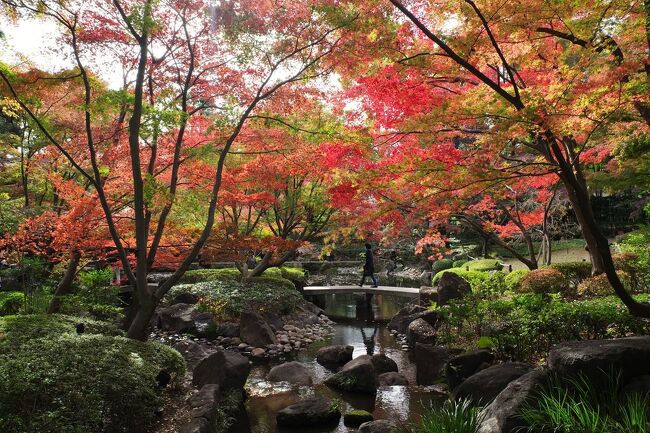 今年も行ってきた荻窪・大田黒公園の紅葉。<br /><br />今年は時間がなくてライトアップには行けませんでしたが、日本庭園に広がる赤、黄色、緑のカラフルな景色が綺麗でした。<br /><br />https://bluesky.rash.jp/blog/walking/ohtakuro2021autumn.html