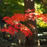 古都鎌倉の秋をのんびり散策　ランチは絶品フレンチで