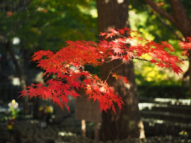 3週続けての紅葉見物は鎌倉へ。鎌倉の紅葉と言っても見どころが多く全てを周る事はできないので、今回は長谷寺と北鎌倉周辺に絞って散策する事に。のんびりと古都鎌倉の秋を満喫しました。