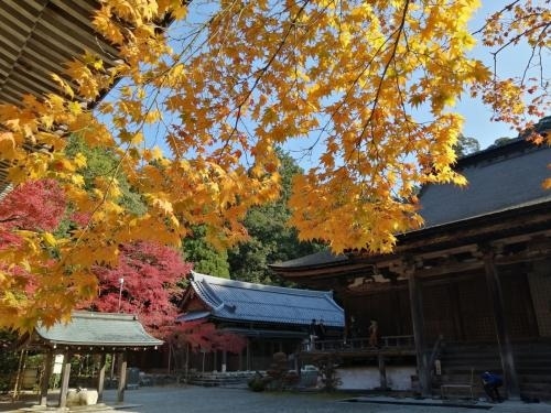 日本100名城のスタンプをまだ押していない滋賀に行ってきました。時期的に紅葉の時期だったので紅葉とお城をめぐってきました。<br /><br />★旅行記２のルート<br />彦根ステーションホテル→彦根駅→龍鷹山 西明寺（湖東三山）<br /><br />１．ぷらっとこだまで名古屋～彦根移動<br />２．湖東三山めぐり①　龍鷹山 西明寺←★今ここ<br />３．湖東三山めぐり②　松峯山 金剛輪寺<br />４．湖東三山めぐり③　釈迦山 百済寺<br />５．せせらぎの里小浦～胡宮神社～多賀神社<br />６．彦根城夜間特別公開に行ってみた<br />７．永源寺①（総門～山門～本堂～法堂まで）<br />８．永源寺②（開山堂より先の紅葉）～近江鉄道ミュージアム<br />９．安土城博物館～安土城入口まで<br />10．安土城①（大手道～信長公廟～本丸跡～天主跡まで）<br />11．安土城②（摠見寺本堂跡～三重塔～仁王門）～観音寺城<br />12．近江八幡さんぽ（八幡堀～日牟礼八幡宮～近江かね安）