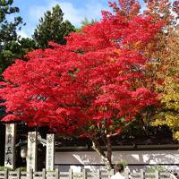 紅葉が見頃の高野山へ【高野町役場・蛇腹路・壇上伽藍(根本大塔・六角経蔵・蓮池)】＆かつらぎ温泉