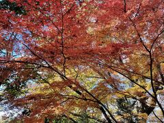 晩秋の高尾山ハイキング