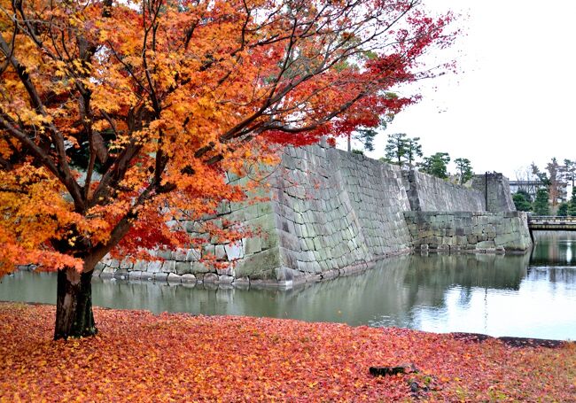 京都の二条城を訪れた。２か月前は新型コロナの影響で閉まっていて入れなかった。以前に訪れた時は二の丸御殿を中心に見学しその印象が強いが、今回は（城ブームにのって？）お城の石垣や堀を中心に見て回った。本丸御殿は修復工事中だった。紅葉のピークは過ぎていたが、内堀のまわりや清流園の紅葉はまだきれいだった。前日の雨で葉が落ち、紅葉黄葉が敷き詰められていた。その後ちょっと足を延ばして、西本願寺、東本願寺に参拝した。<br /><br />１．行程<br />　①二条城～西本願寺～東本願寺<br />２．訪れた城<br />　・二条城（日本百名城）<br />３．訪れた寺院<br />　・西本願寺<br />　・東本願寺<br />