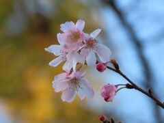 美しかった十月桜