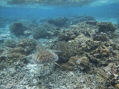 今年最後の締めで阿嘉島へ～2日目　ヒズシでスノーケリング