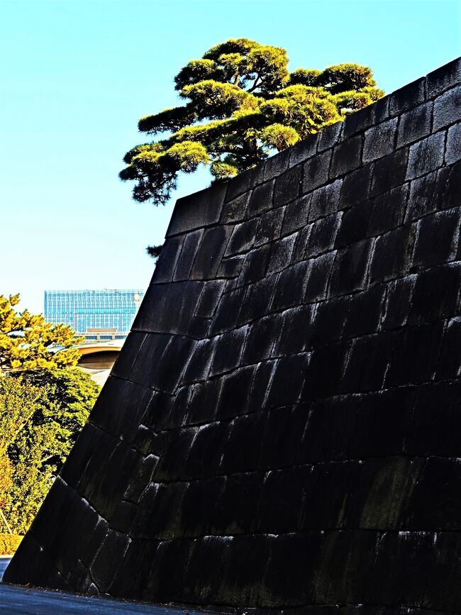 皇居東御苑（ひがしぎょえん）は、東京都千代田区の皇居の東側に付属している広さ約21ヘクタールの庭園。宮内庁の管轄。皇宮警察がある。 <br /><br />当地はかつての江戸城の本丸・二の丸・三の丸に位置する。本丸には江戸幕府将軍の住居である本丸御殿や天守閣があり、城の中枢であった。 <br />治時代から第二次世界大戦前までは宮内省や皇室関連の施設があった。戦後の1963年に特別史跡に指定され、1968年10月1日から一般に公開されている。苑内は自然が豊かで、昭和天皇の発意により武蔵野の自然を模した二の丸雑木林や、果樹の古品種園、ヒレナガニシキゴイが放流されている池がある。このほか日本庭園や皇室関連の施設、江戸城の遺構など歴史的な史跡も見ることができ、国内のみならず海外からの旅行者も多く訪れる。現在でも宮内庁関係の施設があるため立ち入り禁止の区域がある。 <br /><br />北桔橋門（きたはねばしもん）は、江戸城天守台北側と北の丸方面をつなぐ城門である。 <br />北桔橋門は、竹橋から千鳥が淵に抜ける通称 代官町通りの北の丸公園入口の正面にある小さな橋であり、皇居の天守台北側と北の丸方面をつなぐ城門でもある。ここは、東の 平川濠 と西の乾濠を分ける土橋になっている部分で、いわゆる橋になっているのは、皇居東御苑の入口から僅か5～6mの部分のみである。 <br /><br />江戸時代、ここには「北桔橋門」という 枡形門 があった。この門を入ったすぐ正面には江戸城の天守閣があり、この門は江戸城北側の守りの最重要地点でもあったわけである。そのため橋の形状を「跳ね橋（橋の片方を跳ね上げて渡れなく出来る）としたことから、『北桔橋』と呼ばれるようになっている。北桔橋の石垣は土塁式石垣が使われている。土塁式石垣は構造的には三段構造となっており、基礎部分は濠の中に入って土台となる大型の根石が据えられている。その上に積まれた石垣が腰巻石垣と俗称されて、水面上に帯状に見られる。その上は高い土塁が築かれてクロマツや桜が植えられており、俗に腹巻土塁ともいわれ天端には3m前後の幅で平坦部がある。最上部の石垣は鉢巻石垣と称して高さ3m少々ある。<br /><br />桃華楽堂 - 香淳皇后の還暦を祝い、1966年に建てられた音楽堂。<br />同心番所 - 同心が江戸城へ登城する大名の供を監視した。<br />百人番所 - 本丸・二の丸へ続く大手三之門を警護していた門。<br />大番所 - 本丸へと通じる中之門警備のための詰所で、最後の番所であり、位の高い与力・同心によって警護されていたとされる。<br />富士見櫓 - 現在のものは明暦の大火の後（1659年）に再建されたもの。<br />天守台（江戸城天守跡） - 本丸の北端に位置している。3代将軍家光が大改修を行い、最終的な完成をみたのは1638年。この時、現在の天守台ができた。天守は、外観5層、内部6階建てで、天守台を含めた高さが58mであり、天気が良ければ房総半島からでも見ることができたという。しかし、明暦の大火で焼失してしまい、それ以後天守は建設されなかった。<br />展望台 - 江戸城本丸跡の西側、本丸休憩所の裏手から登った先、白鳥濠の脇に展望台がある。眼下の白鳥濠は、本丸と二の丸の間に残った唯一の濠で標高差が10mほどあり、かつての日比谷入江の海岸段丘のヘリに位置する。白鳥濠を見下ろし、大手町や丸の内のビル群を眺望できる。<br />（フリー百科事典『ウィキペディア（Wikipedia）』より引用）<br /><br />皇居東御苑　については・・<br />https://www.kunaicho.go.jp/event/higashigyoen/higashigyoen.html<br /><br />https://www.kikuyou.or.jp/higashigyoen/jp.html<br /><br />