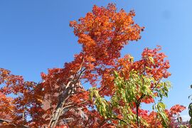 秋の伊豆と信州の優雅な旅♪　Vol.60 ☆上諏訪温泉：かたくらシルクホテルの美しい紅葉♪