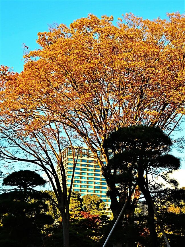 皇居東御苑（ひがしぎょえん）は、東京都千代田区の皇居の東側に付属している広さ約21ヘクタールの庭園。宮内庁の管轄。<br />当地はかつての江戸城の本丸・二の丸・三の丸に位置する。本丸には江戸幕府将軍の住居である本丸御殿や天守閣があり、城の中枢であった。 <br />戦後の1963年に特別史跡に指定され、1968年10月1日から一般に公開されている。苑内は自然が豊かで、昭和天皇の発意により武蔵野の自然を模した二の丸雑木林や、果樹の古品種園、ヒレナガニシキゴイが放流されている池がある。このほか日本庭園や皇室関連の施設、江戸城の遺構など歴史的な史跡も見ることができ、国内のみならず海外からの旅行者も多く訪れる。 <br />（フリー百科事典『ウィキペディア（Wikipedia）』より引用）<br /><br />皇居東御苑　については・・<br />https://www.kunaicho.go.jp/event/higashigyoen/higashigyoen.html<br />https://www.kikuyou.or.jp/higashigyoen/jp.html<br /><br />江戸城二の丸は本丸の東側に位置し、3代将軍家光の命で1630（寛永7）年に小堀遠州の手により遊行のための庭園を造成。家光と秀忠との茶会が催されています。2代将軍・徳川秀忠が死去した後の1636（寛永13）年には二の丸御殿が建てられ東側に庭園を配置しました。現存する庭園は往時の庭園を昭和43年に復元したものです。 <br /><br />二の丸には現在、9代将軍・徳川家重時代の庭絵図面をもとに復元した池泉回遊式庭園があり、全国から集められた各都道府県の木260本が植えられています。現在の二の丸池にはコウホネ、ヒメコウホネ、ヒツジグサ、赤坂御用地の池から移したアサザが生育。 小堀遠州の作といわれる庭園の池水は、古い絵図と比べてもほぼ二の丸池と同じ場所にあります。 池に関しては大名庭園時代の池泉をそのまま活用したと推測できます。<br />菖蒲田には昭和41年に明治神宮神苑から株を譲り受けた84品種の花菖蒲が植栽されています。<br />https://tokyo-trip.org/spot/visiting/tk0251/<br />