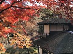 2021年の紅葉の見納め＠横浜 三渓園