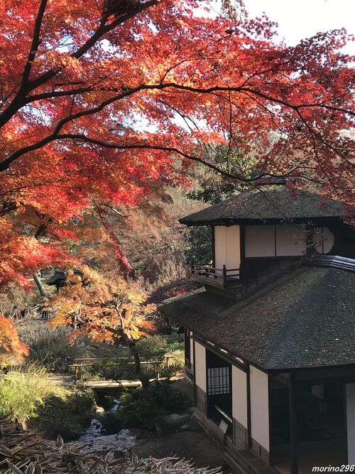 2021年の紅葉の見納め＠横浜 三渓園』本牧・根岸・磯子(神奈川県